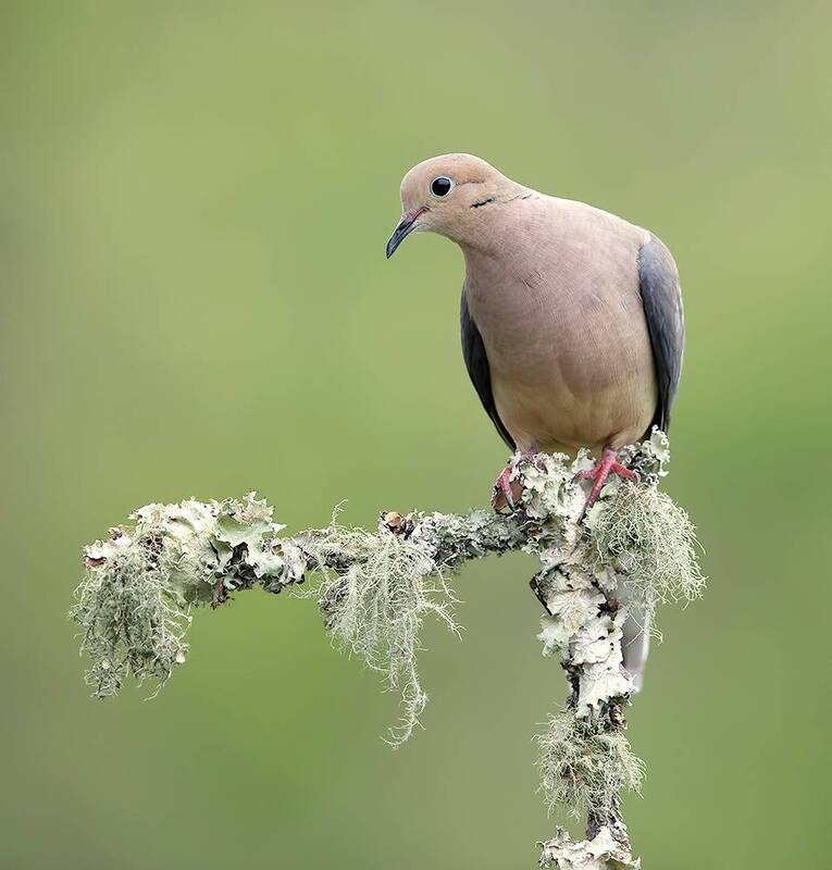 mourning dove, dove, горлица, плачущая горлица, птицы, birds, wild Mourning Dove - Плачущая Горлица фото превью