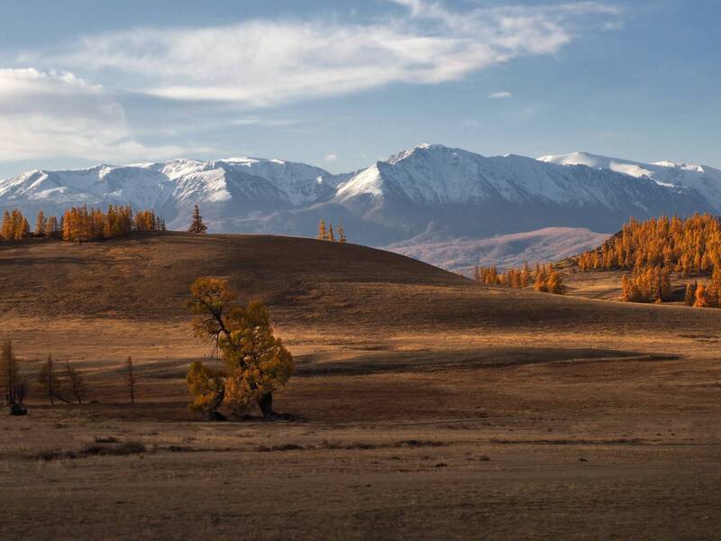 Курай фото превью