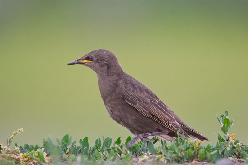 слеток скворца, обыкновенный скворец, sturnus vulgaris Самостоятельный фото превью