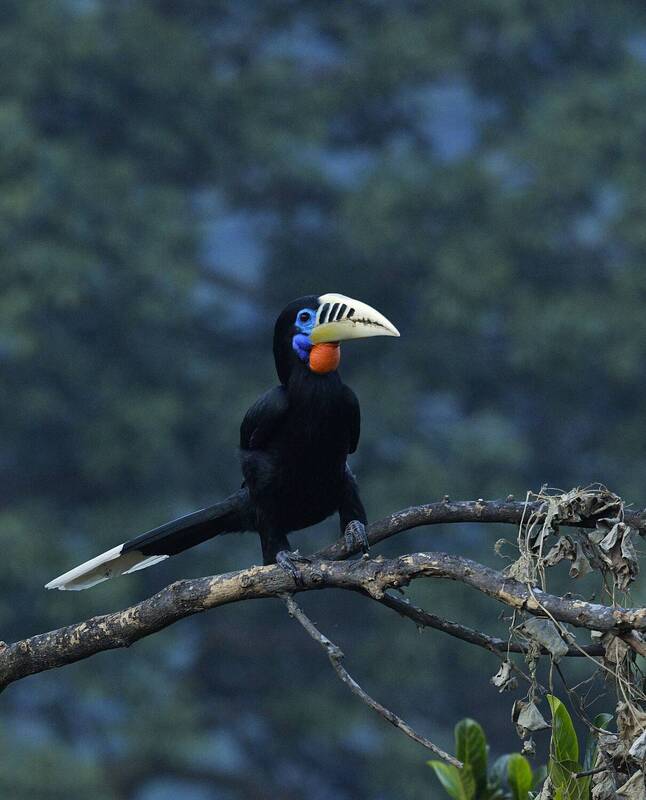 HORNBILL фото превью