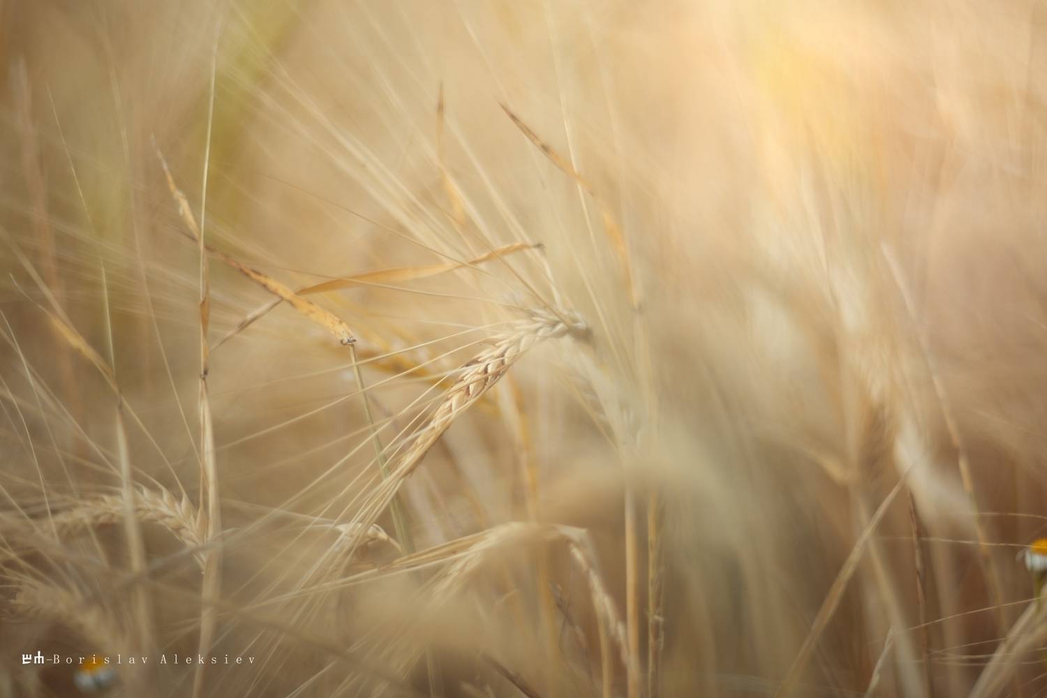 wheat, field, Алексиев Борислав