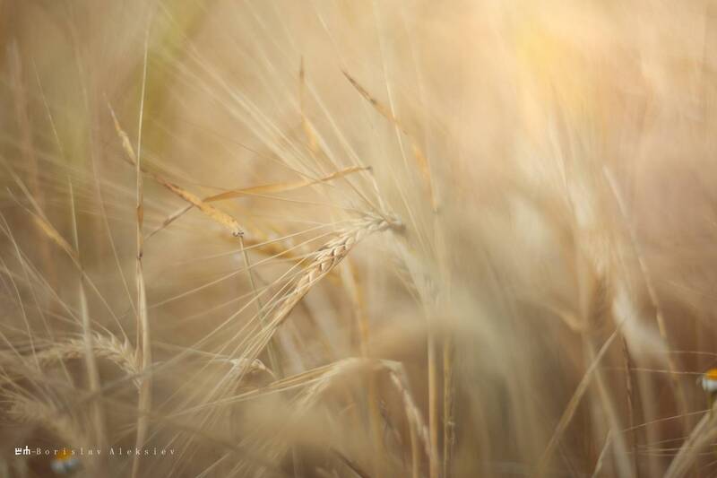 wheat, field wheat field фото превью