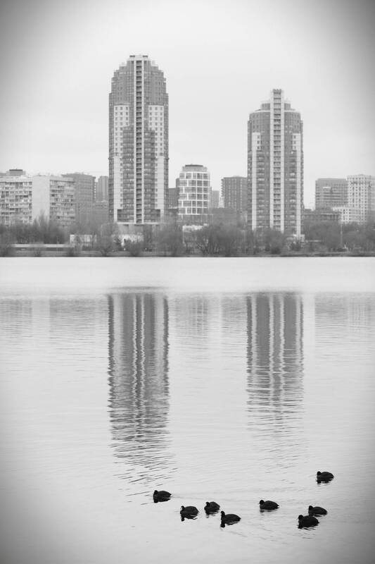 небоскрёбы, птицы, лысуха, чёрно-белое, москва В большом городе фото превью