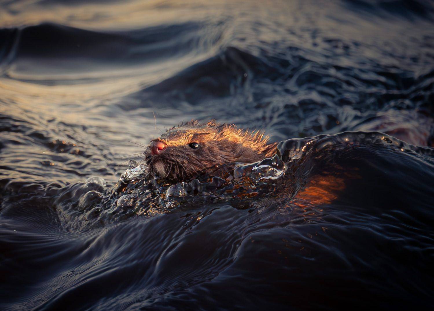 , Andreas Lundmark