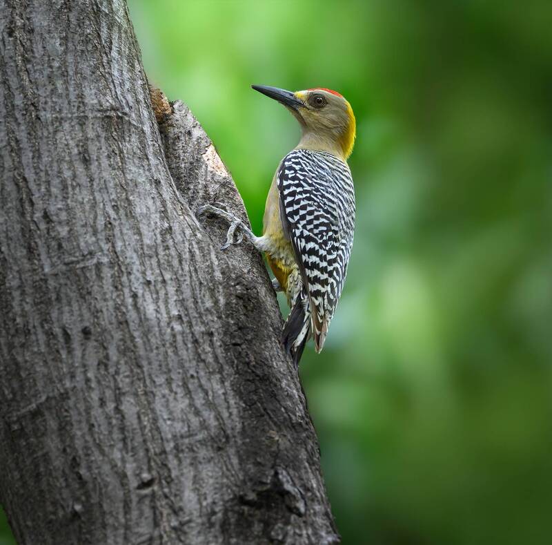 Hoffmann\\\'s Woodpecker (m) фото превью