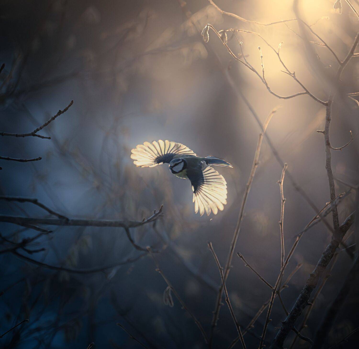 , Andreas Lundmark