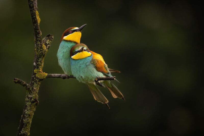 Bee-eater фото превью
