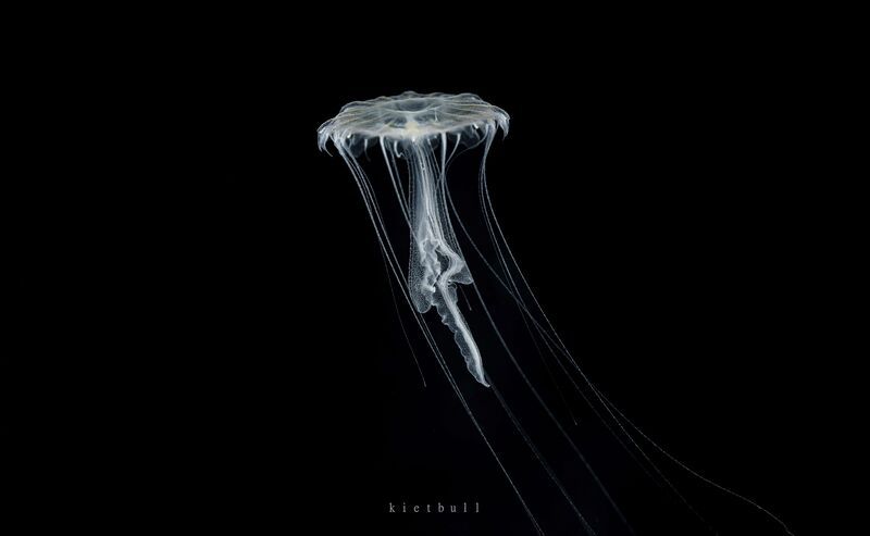 A jellyfish фото превью