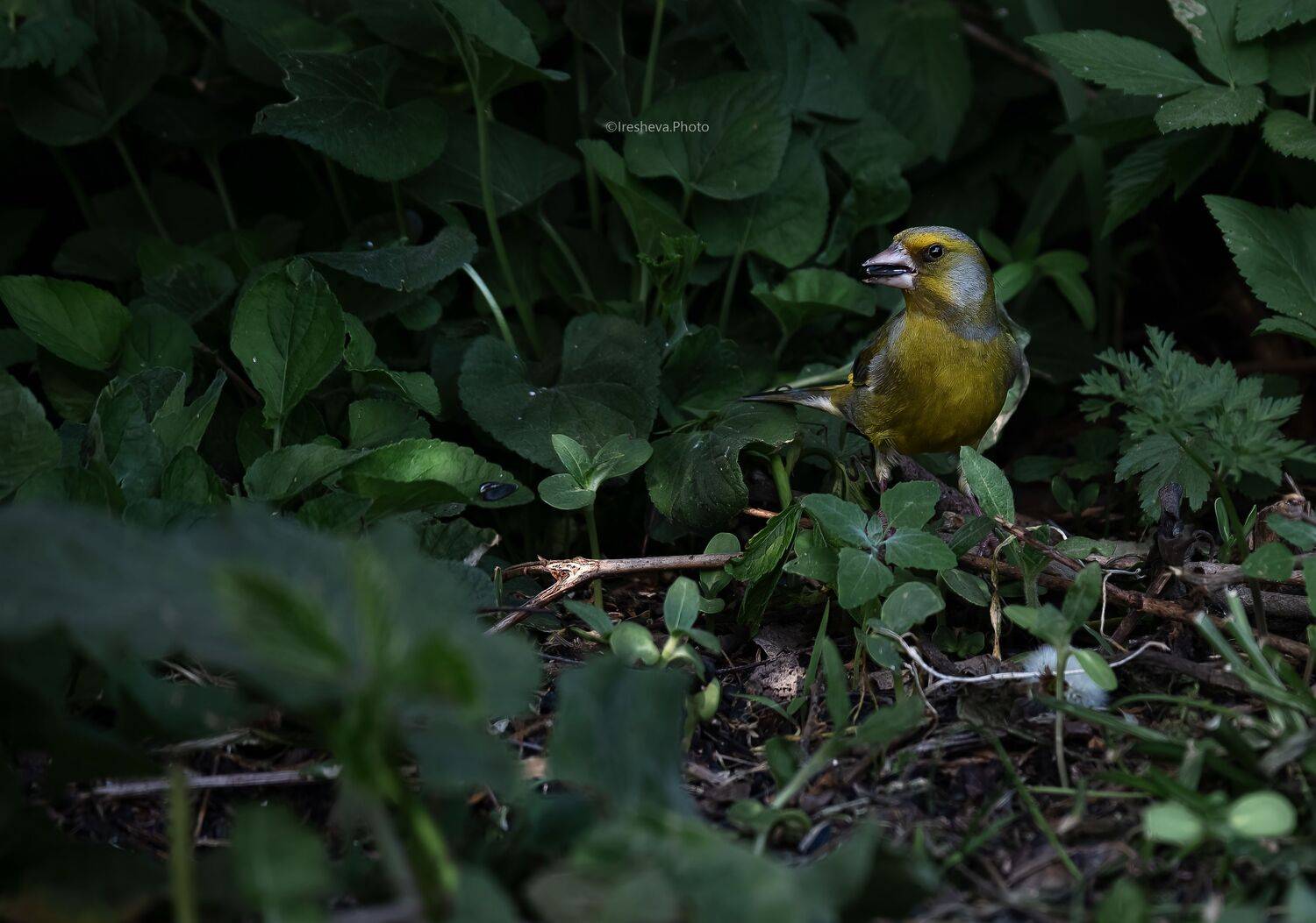 Зеленушка, bird, Ирешева Мария