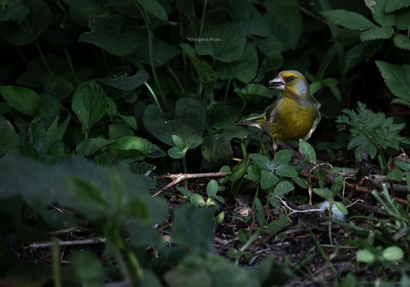 Зеленушка, bird Зеленушка фото превью