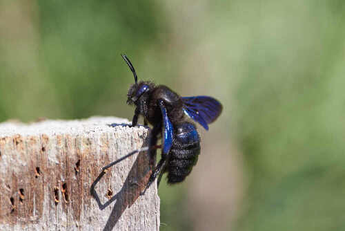 Xylocopa valga