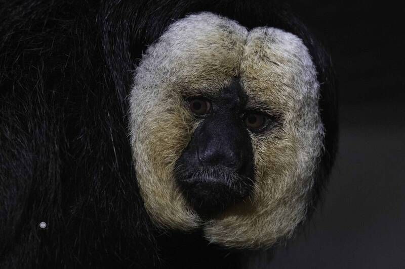 White-faced saki фото превью
