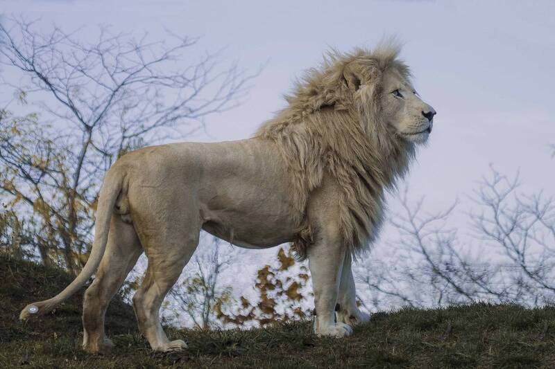 White lion фото превью