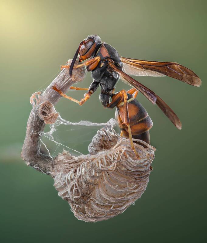 wasp, insect, macro, autumn, season, nest The Patient Warrior фото превью