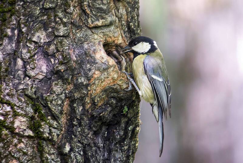 большая синица, большак, parus major Большая синица фото превью