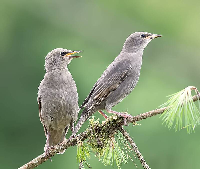 обыкновенный скворец, слеток, птицы, скворец, wild, birds juvenile, Обыкновенный скворец, слетки -We are hungry! фото превью