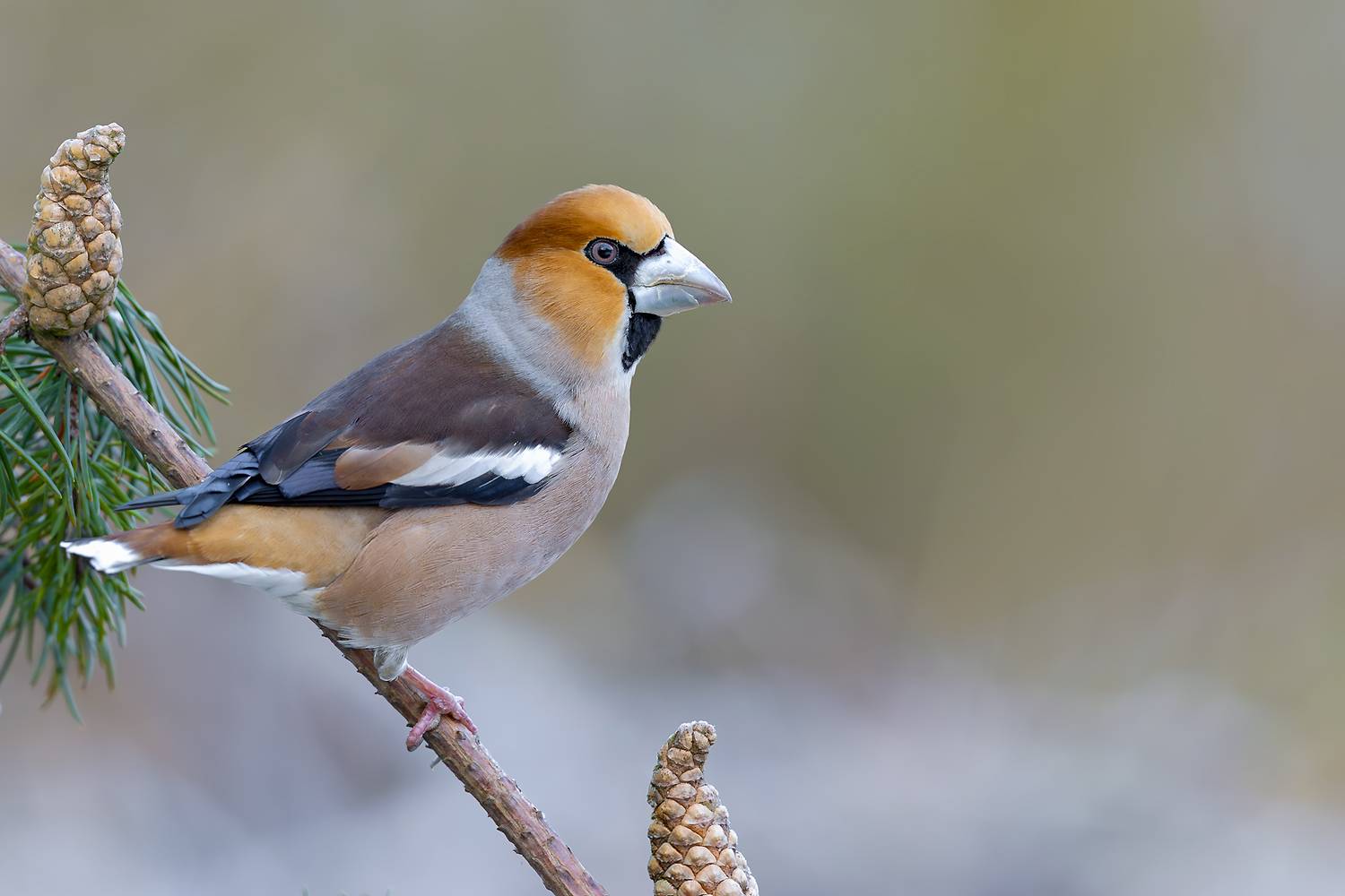hawfinch, bird, songbird, wildlife, nature, finch, forest bird, perched, wildlife photography, bird photography, wild bird, natural light, ornithology, colorful bird, woodland, passerine, Kwasek Damian