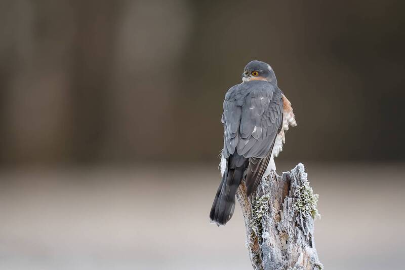 eurasian sparrowhawk, sparrowhawk, hawk, bird of prey, raptor, wildlife, nature, predator, perched, winter, frost, wildlife photography, bird photography, wild bird, natural light, ornithology Silent Observer фото превью