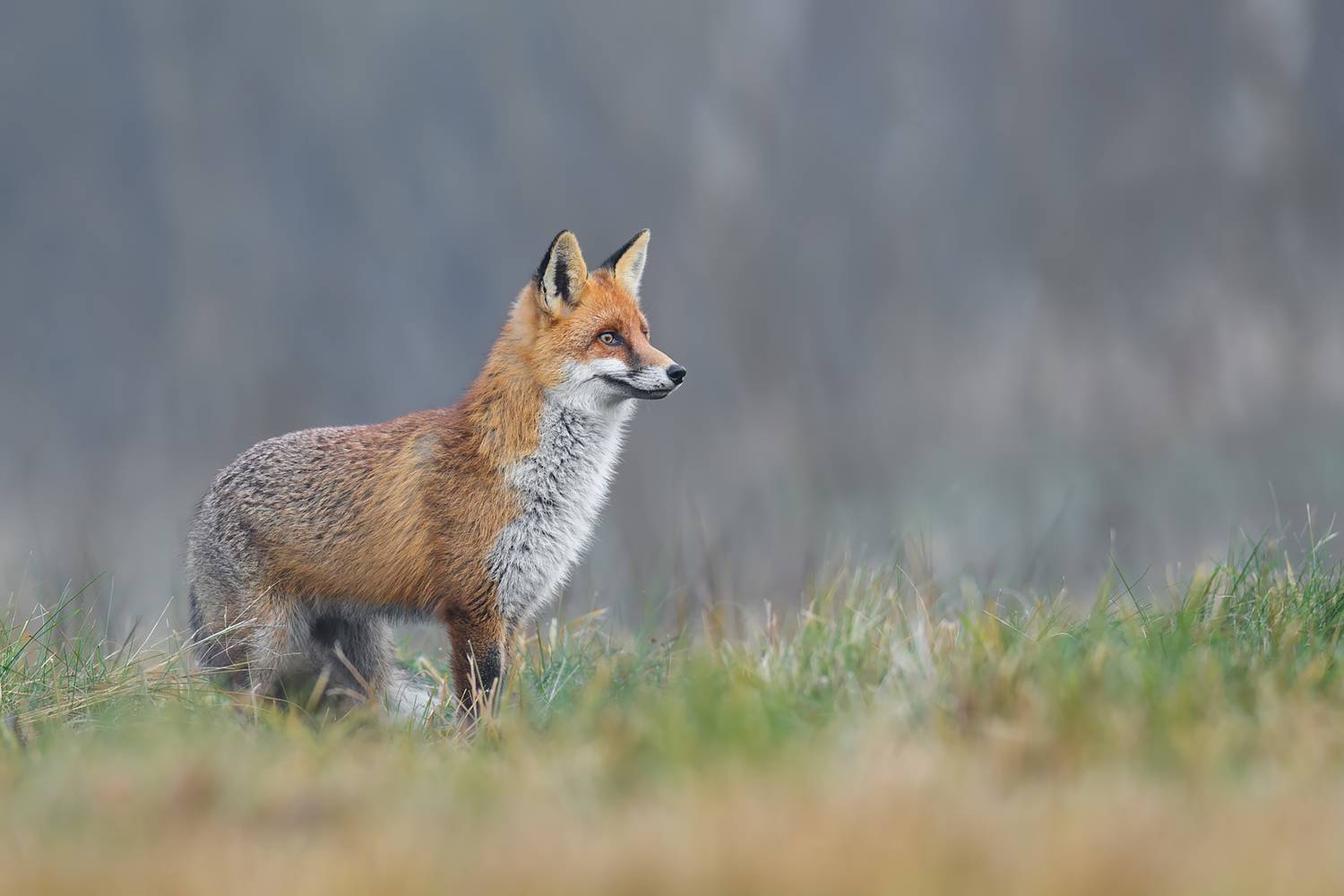 red fox, fox, vulpes vulpes, wildlife, mammal, predator, nature, wild animal, forest, meadow, countryside, wildlife photography, animal portrait, european wildlife, natural habitat, nature photography, Kwasek Damian