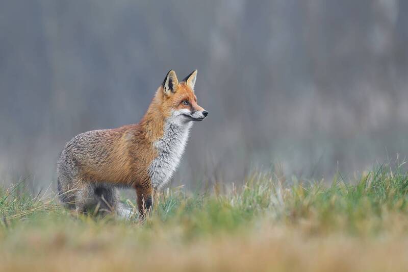 red fox, fox, vulpes vulpes, wildlife, mammal, predator, nature, wild animal, forest, meadow, countryside, wildlife photography, animal portrait, european wildlife, natural habitat, nature photography Forest Wanderer фото превью