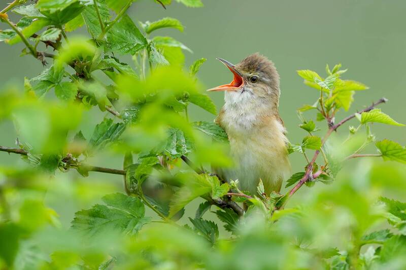 great reed warbler, acrocephalus arundinaceus, reed warbler, singing bird, songbird, bird, wildlife, nature, bird photography, wildlife photography, reeds, wetland, spring, breeding season, natural habitat Voice of the Reeds фото превью