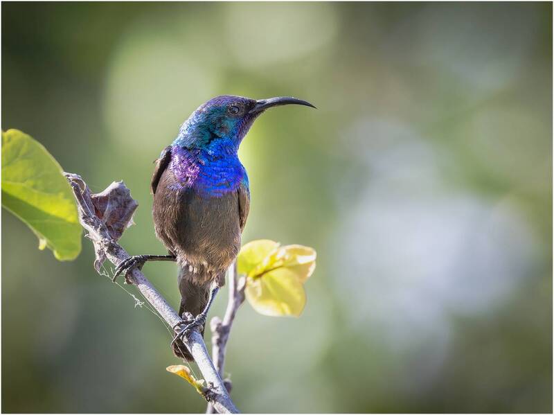 Нектарница палестинская. (Cinnyris osea).Palestine sunbird фото превью