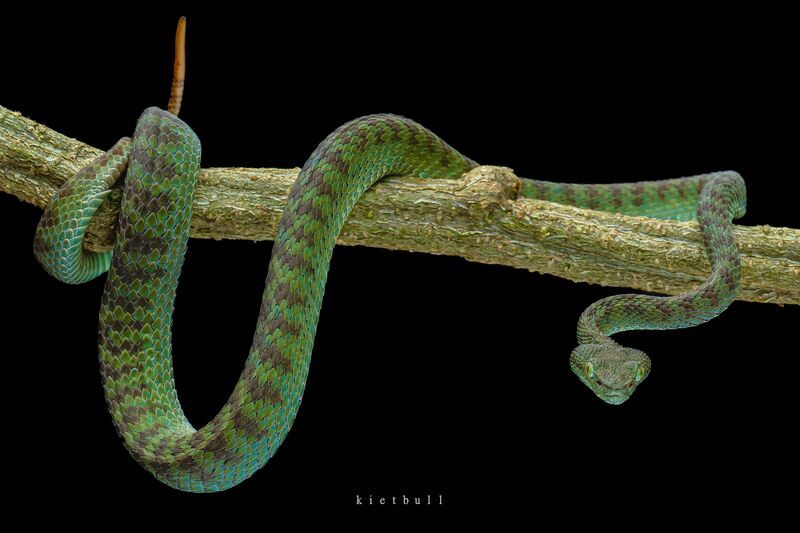 A green viper фото превью