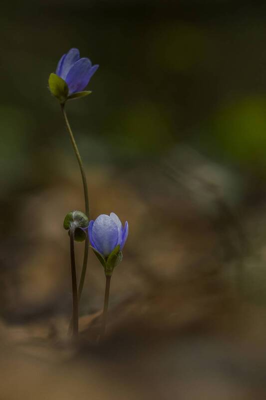 plant, flower, close up, nature, anemone Anemone hepatica фото превью