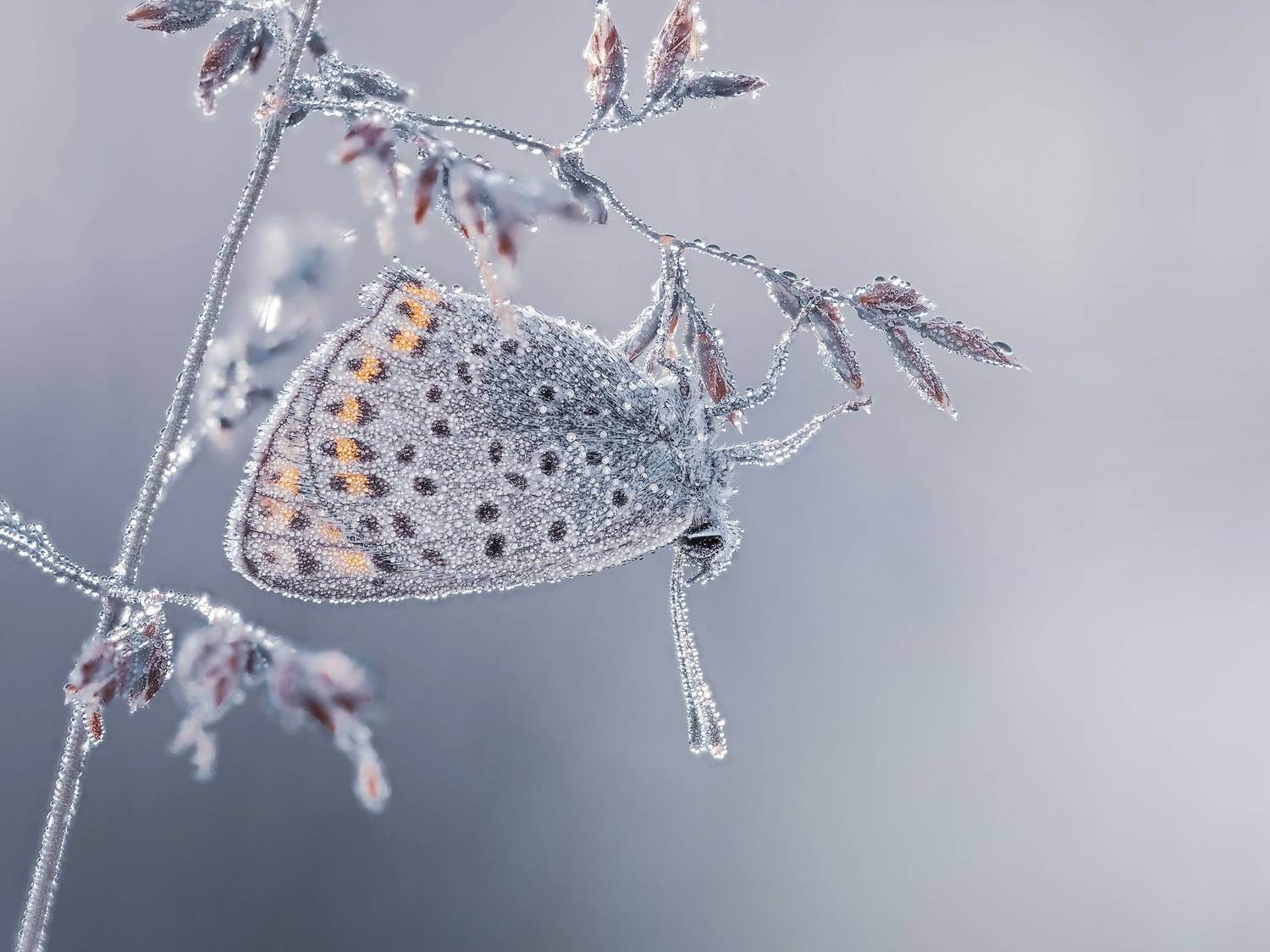 , Lapshina Vladlena