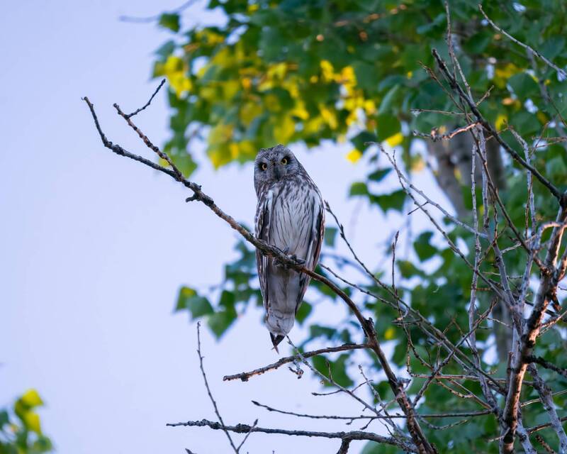 Потому что нельзя быть на свете красивой такой). Болотная сова / Asio flammeus. фото превью