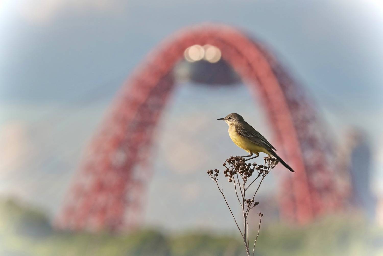 Birds, Птицы, Жёлтая трясогузка, Yellow Wagtail, Moscow, Москва, Живописный мост, Ника Мартынова