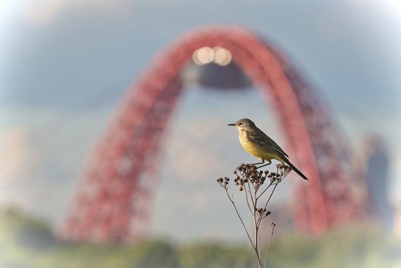 Birds, Птицы, Жёлтая трясогузка, Yellow Wagtail, Moscow, Москва, Живописный мост Московские контрасты фото превью