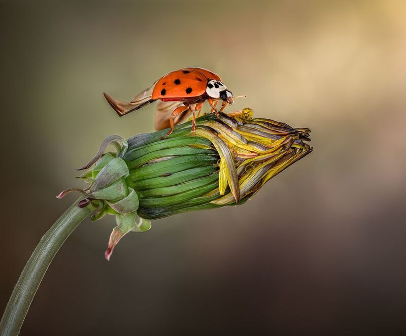 insect, macro, beetle, flower, dandelion Primed фото превью