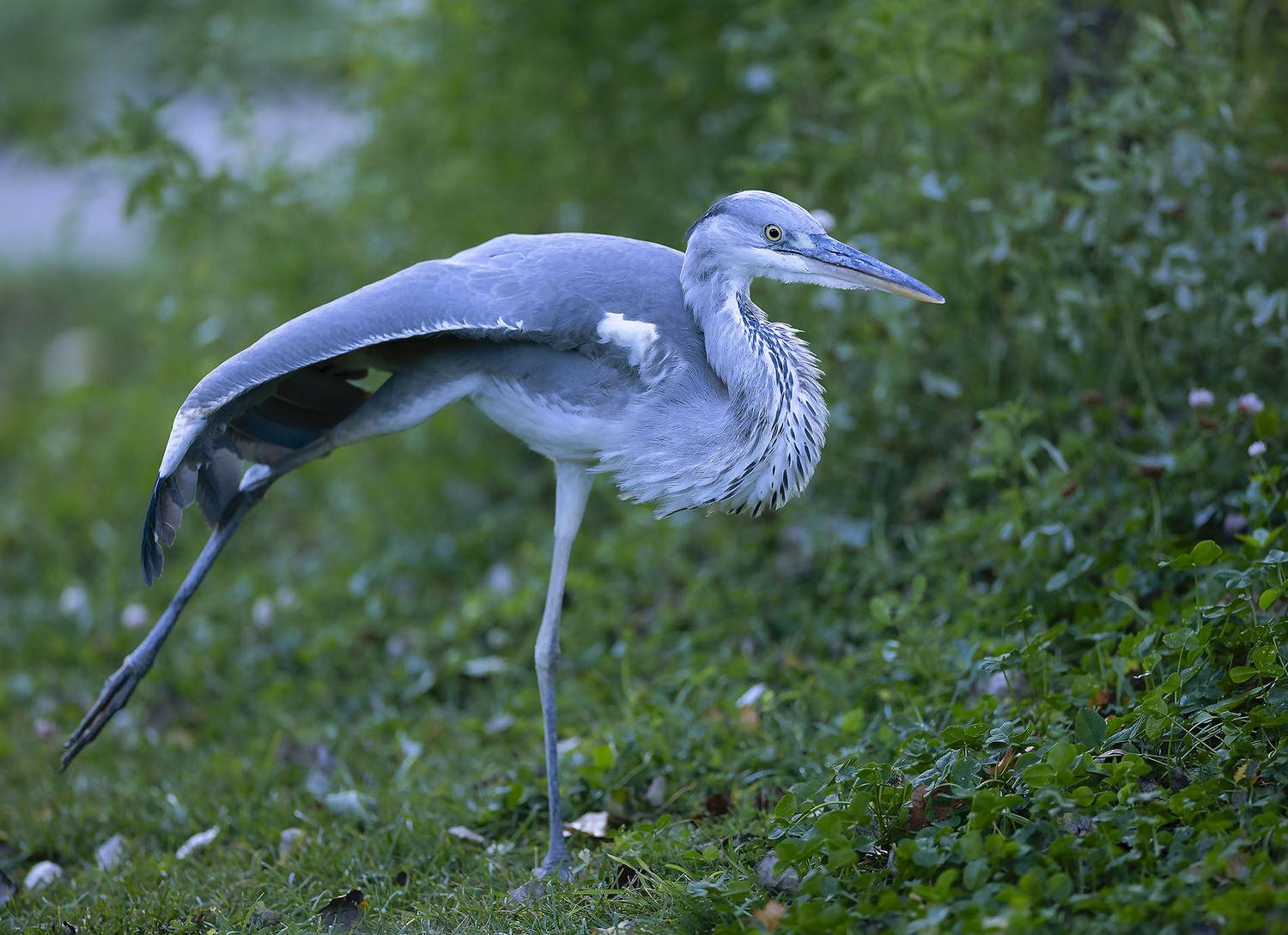 цапля, красотка, природа, bird, beautiful, movement, nature, Стукалова Юлия
