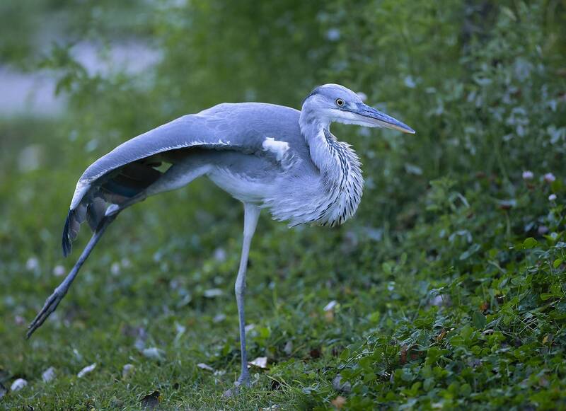 цапля, красотка, природа, bird, beautiful, movement, nature Когда ты цапля, но в душе балерина фото превью