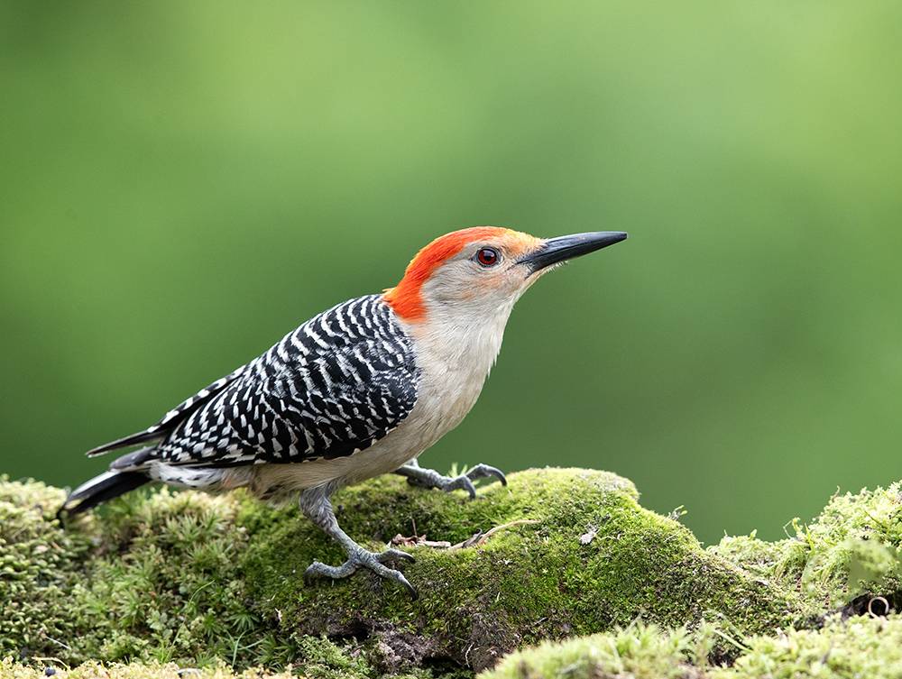 red-bellied woodpecker, woodpecker, каролинский меланерпес, wild, birds, птицы, дятел, Etkind Elizabeth