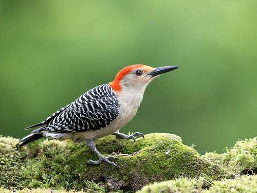 Red-bellied Woodpecker, male -Каролинский меланерпес