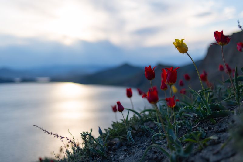 фото превью