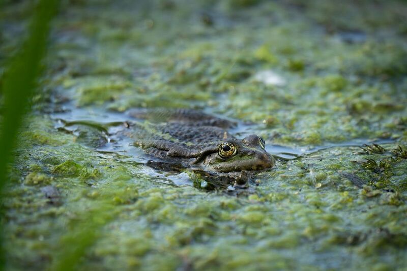 лягушка, болото, пруд, земноводные, ряска, камуфляж, frog, amphibia, woldlife, nature, wetlands, closeup, frogphotography The Silent Watcher фото превью