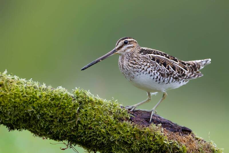 common snipe, gallinago gallinago, snipe, wader, shorebird, wetland bird, bird, wildlife, nature, bird photography, wildlife photography, marsh, wetland, natural habitat, european wildlife Marshland Sentinel фото превью