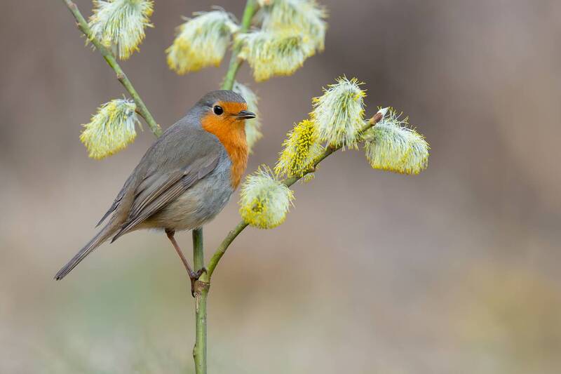 european robin, robin, erithacus rubecula, songbird, bird, wildlife, nature, bird photography, wildlife photography, spring, willow catkins, blossom, woodland bird, natural habitat, european wildlife Spring Robin фото превью