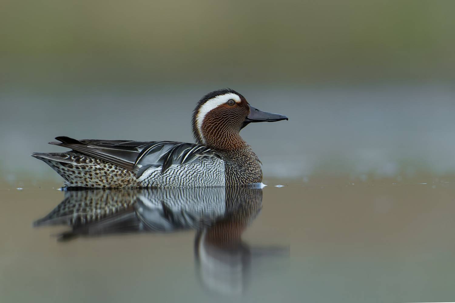 garganey, spatula querquedula, anas querquedula, duck, waterfowl, wild duck, bird, wildlife, nature, bird photography, wildlife photography, wetland, lake, reflection, european wildlife, Kwasek Damian
