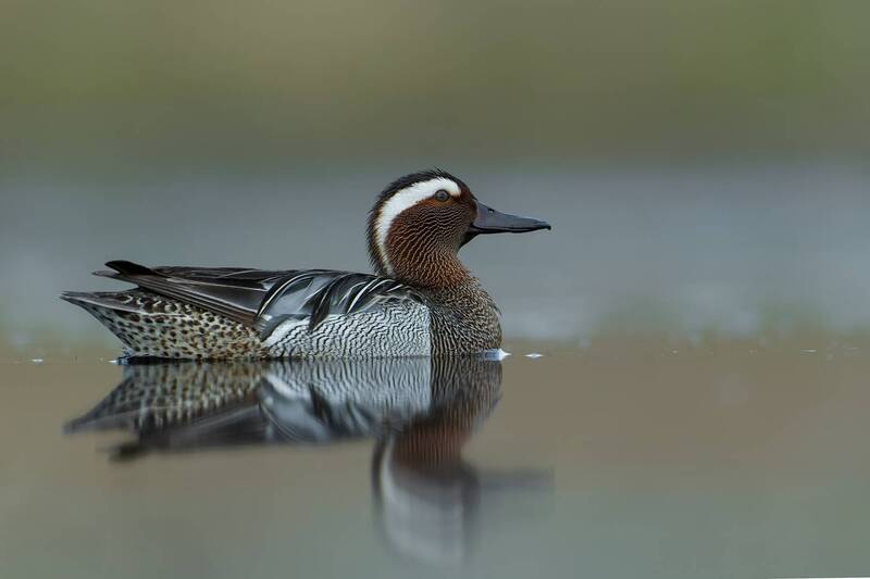 garganey, spatula querquedula, anas querquedula, duck, waterfowl, wild duck, bird, wildlife, nature, bird photography, wildlife photography, wetland, lake, reflection, european wildlife Elegant Teal фото превью