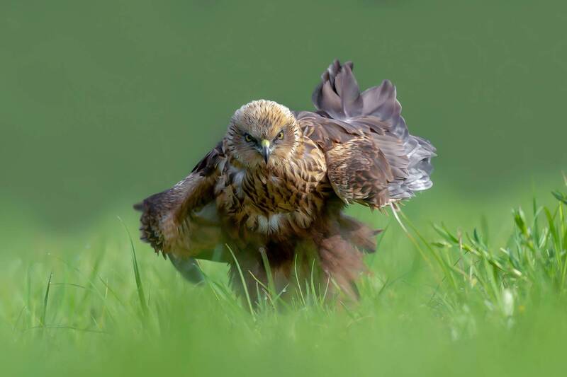 western marsh harrier, marsh harrier, circus aeruginosus, bird of prey, raptor, hawk, wildlife, bird, nature, wildlife photography, bird photography, predator, grassland, wetland, european wildlife Predator\\\'s Display фото превью