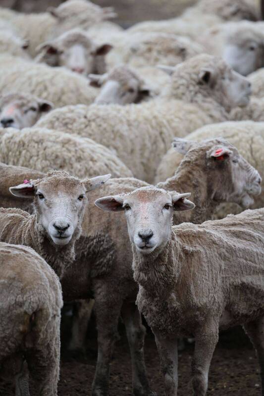Sheep фото превью