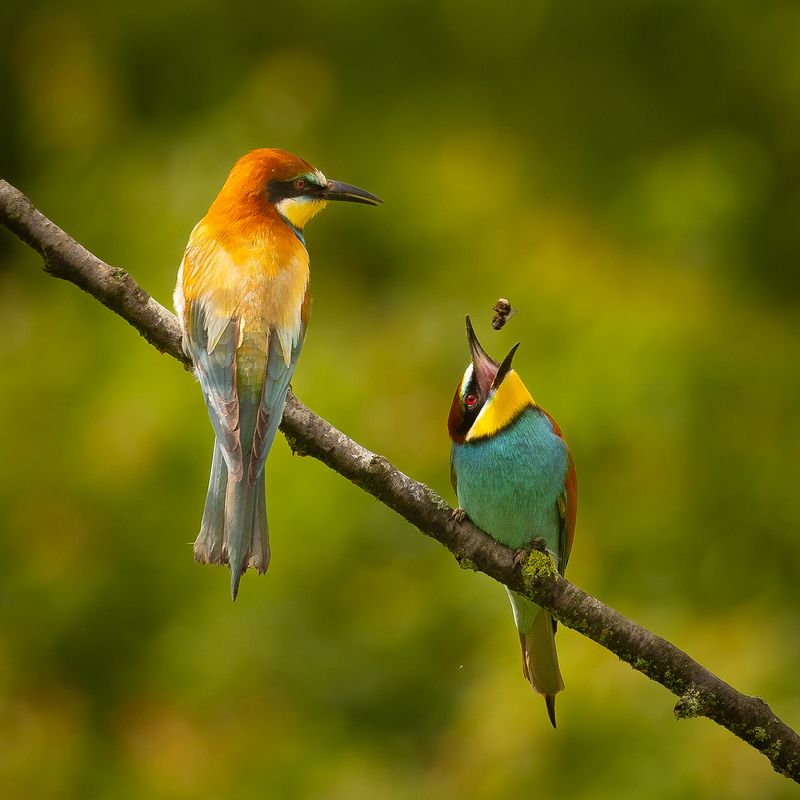 Bee-eater фото превью