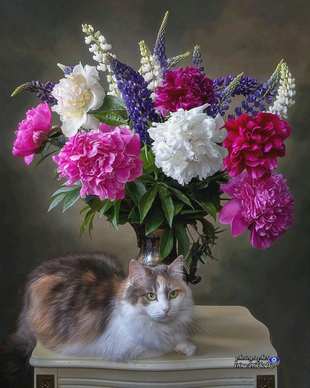 кошки, питомцы, домашние животные, букеты, цветы, пионы, люпин Портрет моей котомодели с букетом цветов фото превью