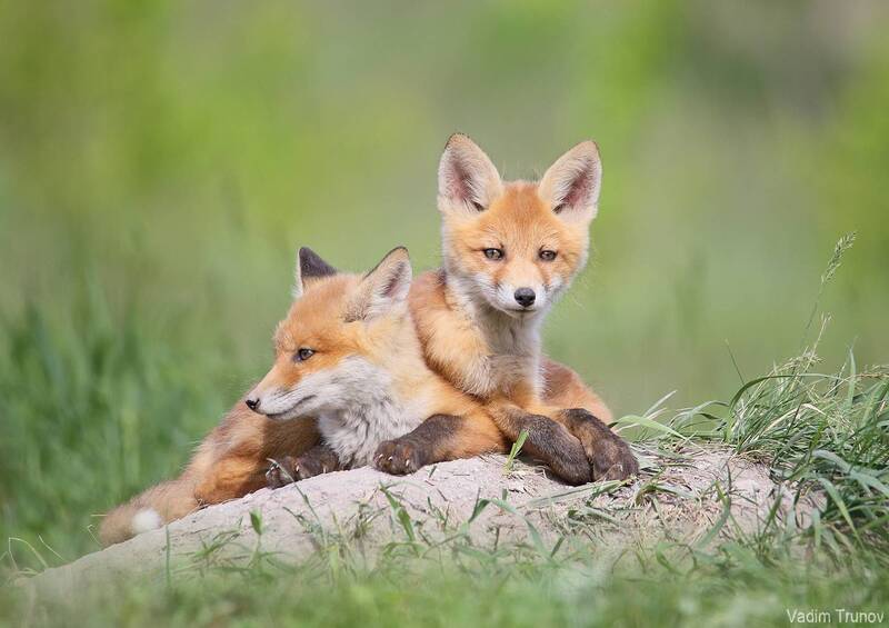 лисята, лиса, fox *** фото превью