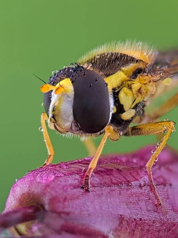 журчалка eye-fly#1 фото превью