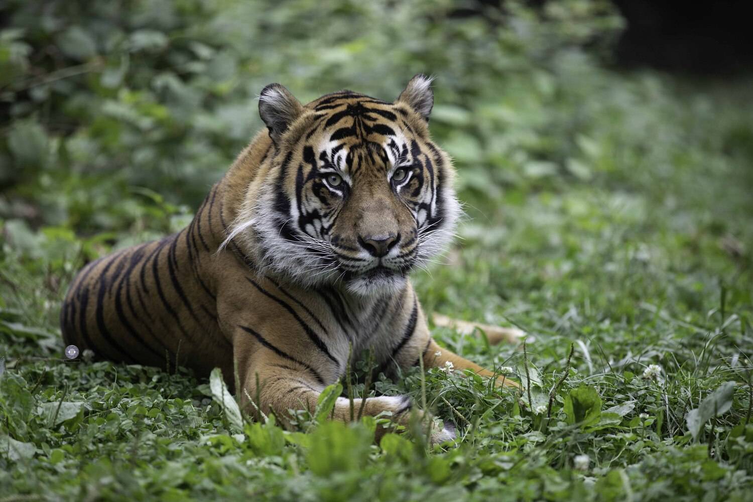 Sumatran Tiger. Автор: Ali Pashang , Ali Pashang